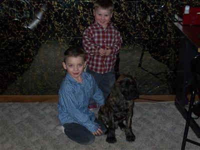 Dogs for Sale in IN