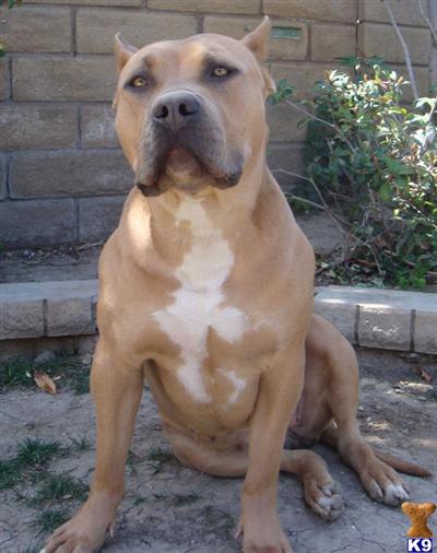 Puppies for Sale