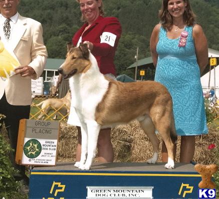 Stud Dogs - Collie