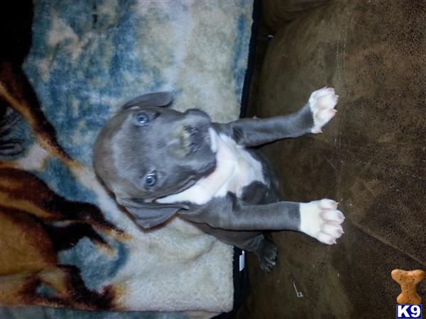 Puppies in IA