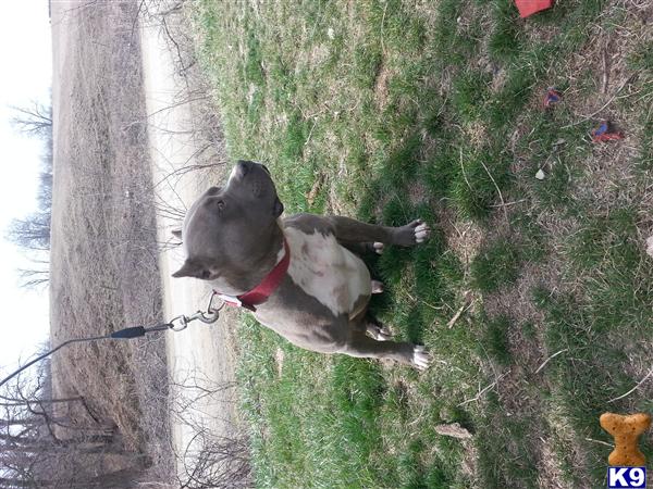 Stud Dogs - American Pit Bull
