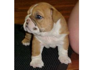 American Bulldog Puppies in CA