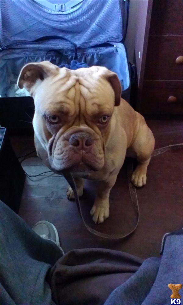 Stud Dogs - Old English Bulldog