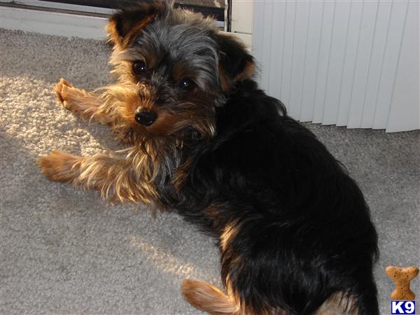 Stud Dogs - Yorkshire Terrier