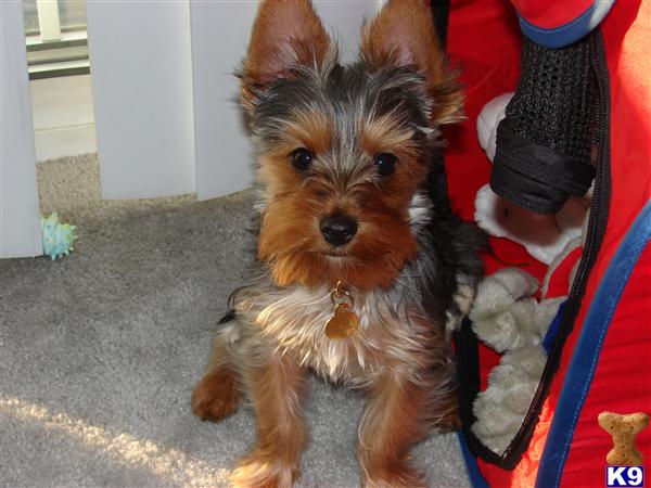 Stud Dogs - Yorkshire Terrier