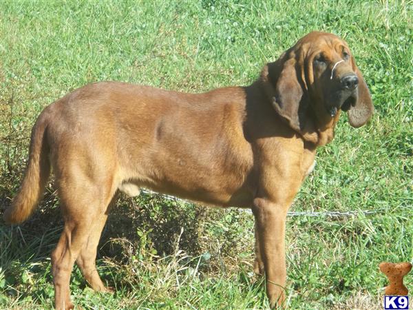 Bloodhound stud dog