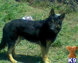 Stud Dogs - German Shepherd