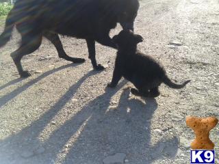German Shepherd Puppies in OH