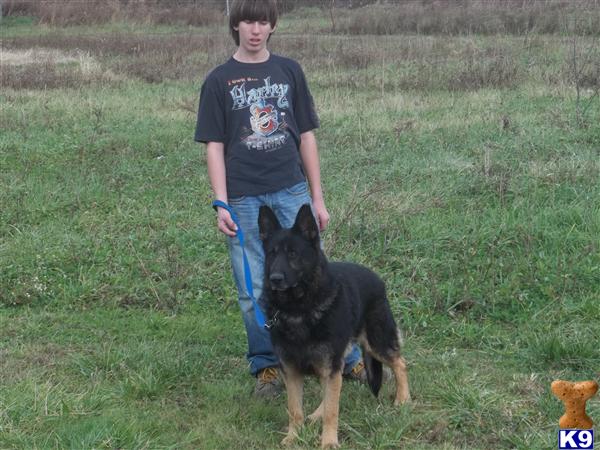 Stud Dogs - German Shepherd