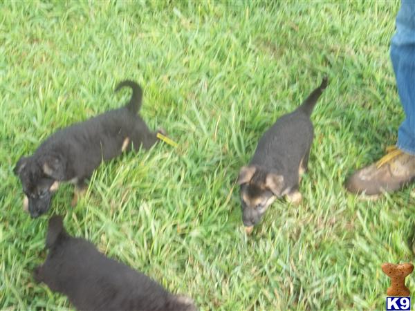 Dogs for Sale