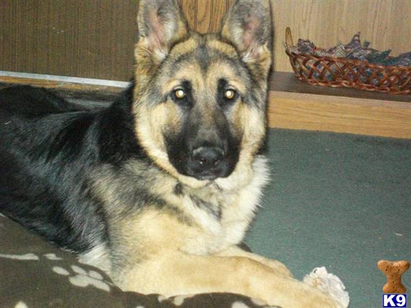 German Shepherd Puppies in OH
