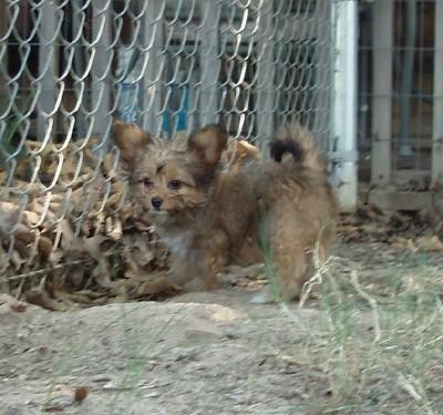 Mixed Breed Puppies in TX