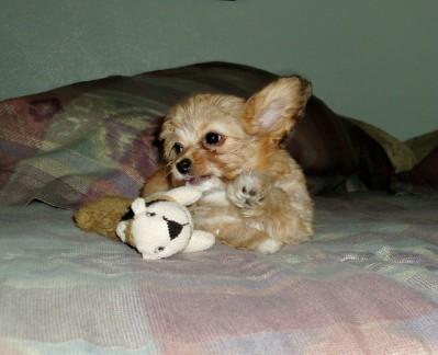 Mixed Breed Puppies in TX