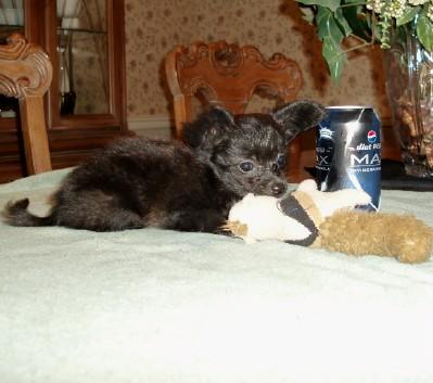 Mixed Breed Puppies in TX