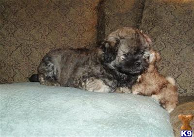 Mixed Breed Puppies in TX