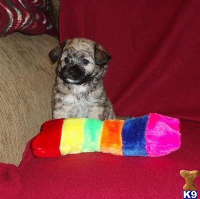 Mixed Breed Puppies in TX