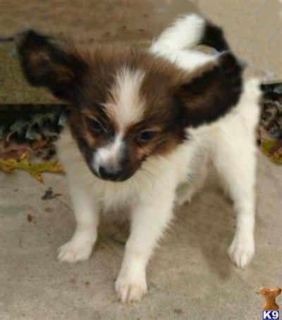 Papillon Puppies for Sale