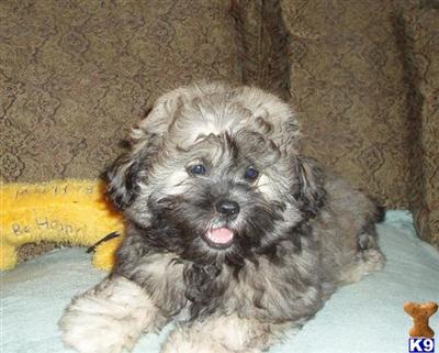 Mixed Breed Puppies in TX