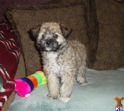 Mixed Breed Puppies in TX