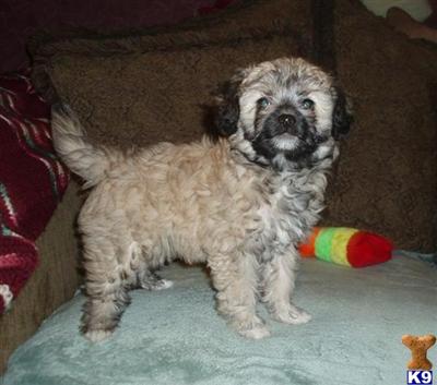 Mixed Breed Puppies in TX