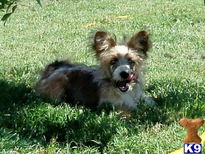 Mixed Breed Puppies in TX
