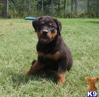 Rottweiler Puppies for Sale