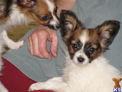 Papillon Puppies for Sale