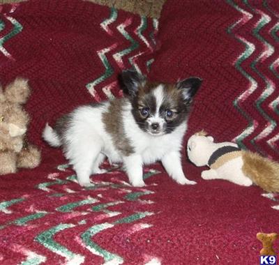 Papillon Puppies for Sale