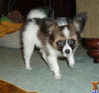 Papillon Puppies for Sale