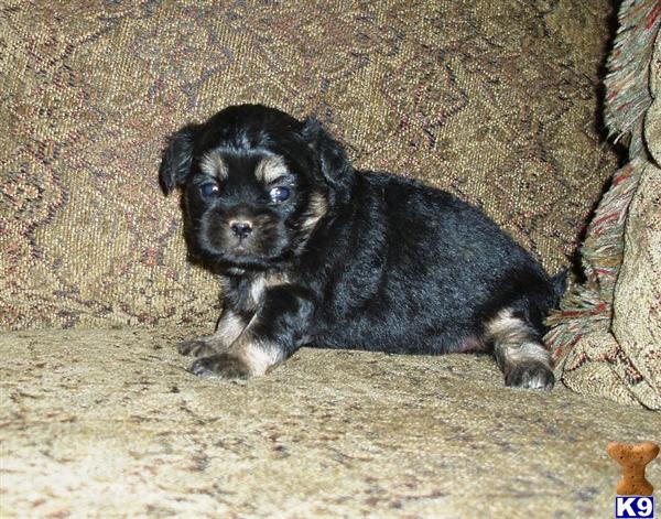 Mixed Breed Puppies