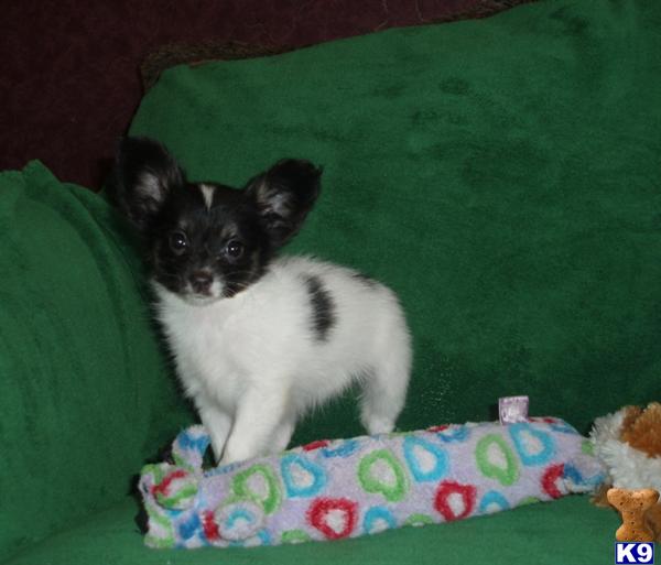 Papillon Puppies