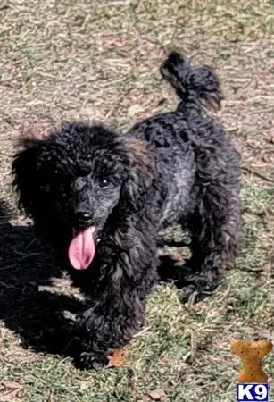 Poodle puppy for sale