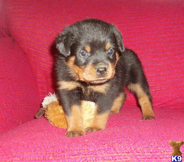 Puppies in Grand saline