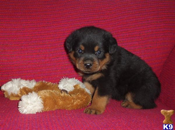Puppies in Grand saline