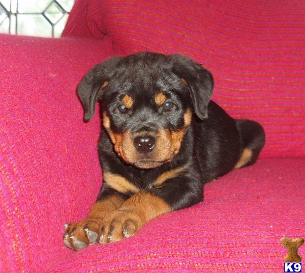 Puppies in Grand saline