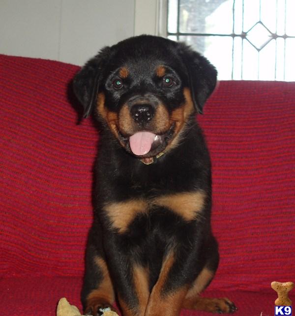 Puppies in Grand saline