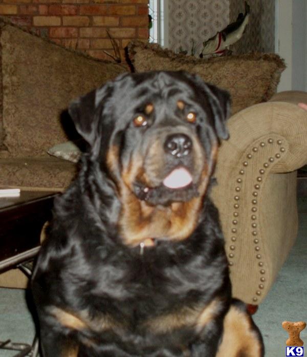 k9stud.com k9stud.com