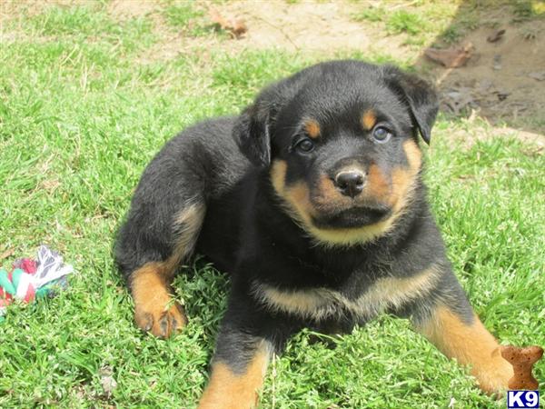 european rottweiler breeders document moved european rottweiler breeders document moved