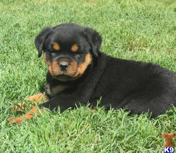 german rottweiler puppies for sale in houston tx rottweiler puppies for sale in houston breeds picture german rottweiler puppies for sale in houston tx rottweiler puppies for sale in houston breeds picture