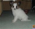 Papillon