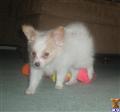Papillon
