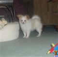 Papillon
