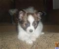 Papillon