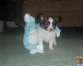 Papillon