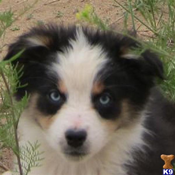 husky puppies for sale in oregon husky and corgi mix puppies for sale oregon breeds picture husky puppies for sale in oregon husky and corgi mix puppies for sale oregon breeds picture