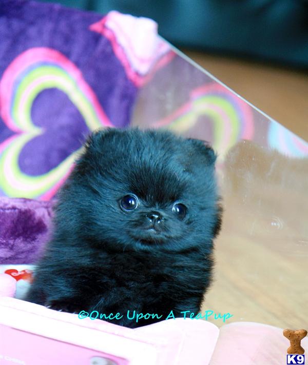 teacup pomeranian puppies for free. teacup pomeranian puppies for free. Listings in get back Teacup; Listings in get back Teacup. SimonTheSoundMa. Sep 25, 04:03 PM