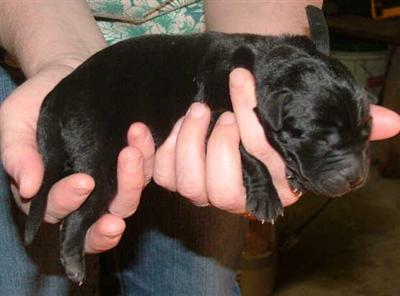 Labrador Retriever Puppies in TX