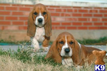 Basset Hound Puppies