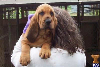 Puppies in AR