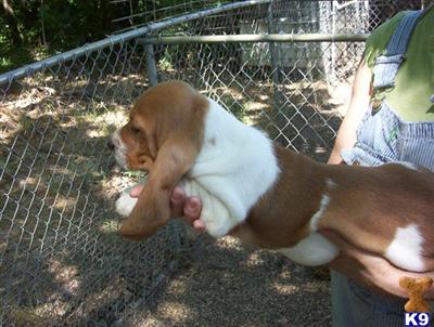 Basset Hound Puppies